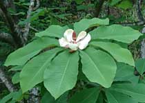 グループホームほおの木