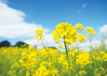 居宅介護支援事業所菜の花