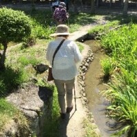 かきつばた花見